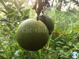 FRUITS PLANTS WITH FRUITS.