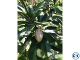 Dashi Thai Sapodilla Sofada Tree with fruits.