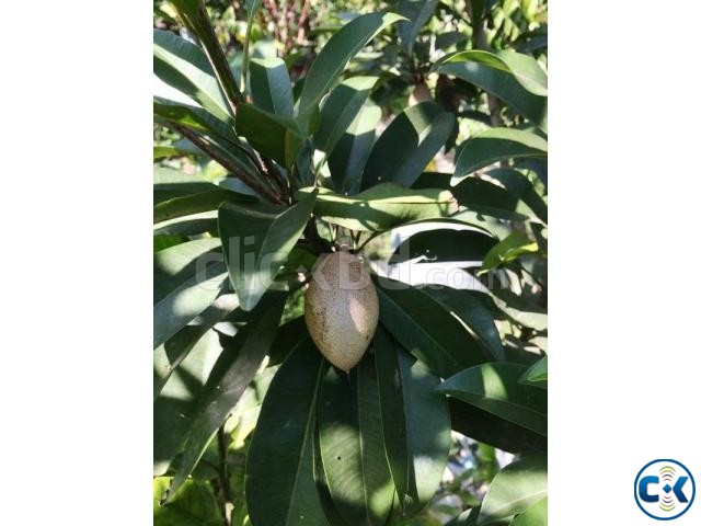 Dashi Thai Sapodilla Sofada Tree with fruits. large image 0