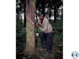 Rubber plantation for sale