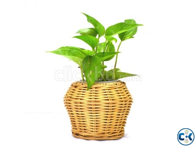 Small Round Cane Tob Plant 7209 large image 0