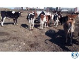 jerseys bottle calves for sale