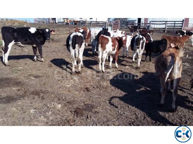 jerseys bottle calves for sale large image 0