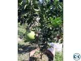 Jambura Pamelo Tree with fruits.