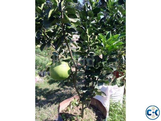 Jambura Pamelo Tree with fruits. large image 0