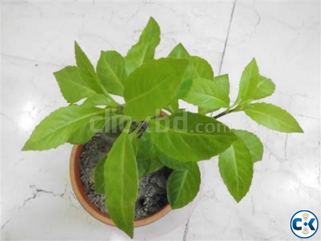 ডায়াবেটিস ও রক্তচাপ মুক্তির গাছ - Gynura Procumbens large image 0