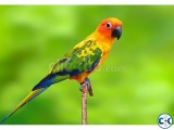 Sun Conure Sale