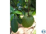 Soursop Guanabana Plant