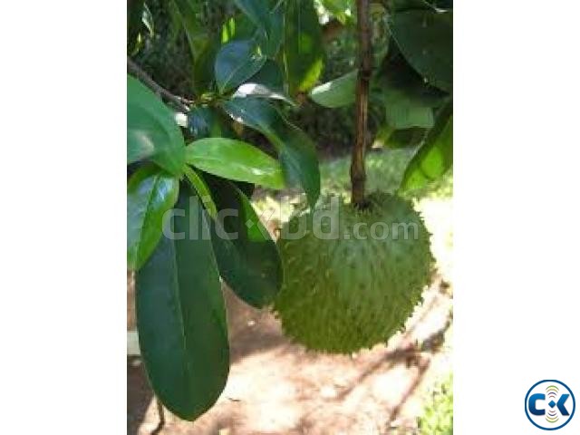 Soursop Guanabana Plant large image 0