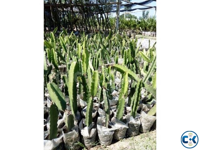 DRAGON FRUIT PLANTS large image 0