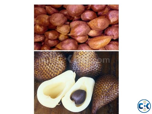 Snake Fruit fresh fruit  large image 0