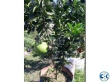 Thai Jambura Pumelo Tree with fruits .