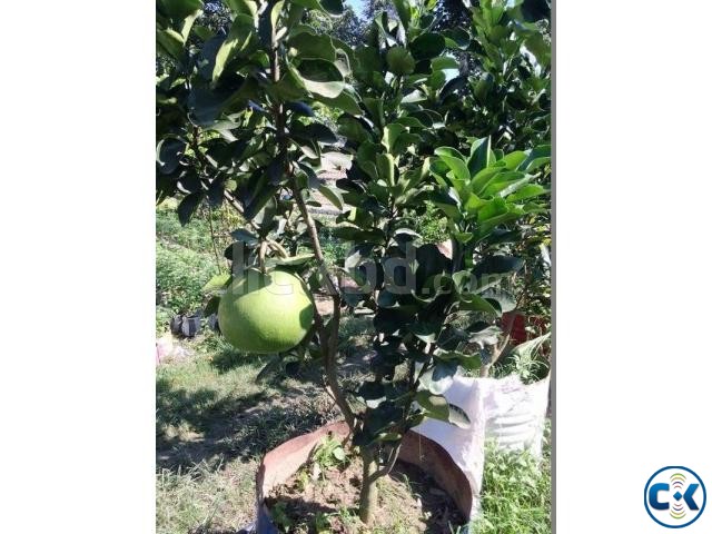 Thai Jambura Pumelo Tree with fruits . large image 0