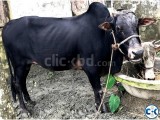 স্টেরয়েড মুক্ত কুরবানির দেশী গরু বিক্রয় ও সরবরাহ