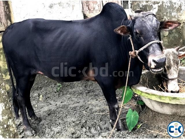 স্টেরয়েড মুক্ত কুরবানির দেশী গরু বিক্রয় ও সরবরাহ large image 0