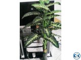 Artificial Plant Home Office Decore-কৃত্রিম কচু গাছ