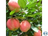 Apple Fruit Plant