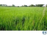 লাকসামে ১৯৬ ডেসিমাল জমি বিক্রয়