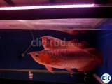 Magnificent RTG Arowana Golden Arowana Asian Arowana Red Aro