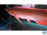 Supply Quality Arowana Fishes Of All Breed