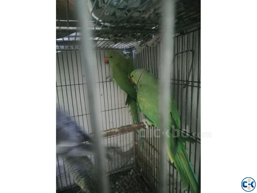 Indian Ringneck Parrot large image 0