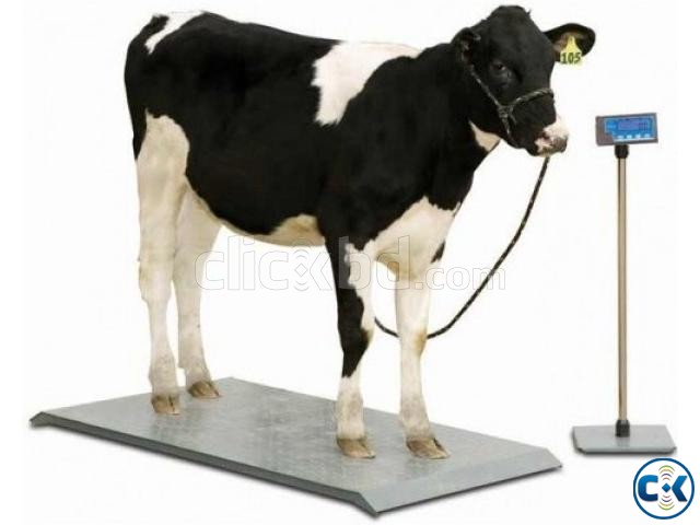 Cow weight Scale large image 0