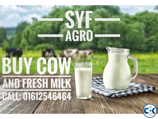 Fresh Milk ll Per Liter ll Organic Cow Milk from Farm large image 0