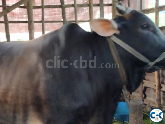 Get 100 pure deshi cows large image 0