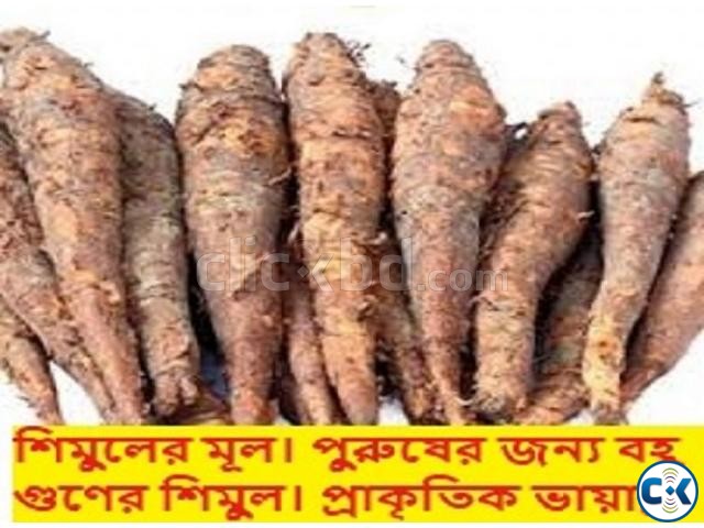 শিমুলের মূল বিক্রয় করা হবে large image 0