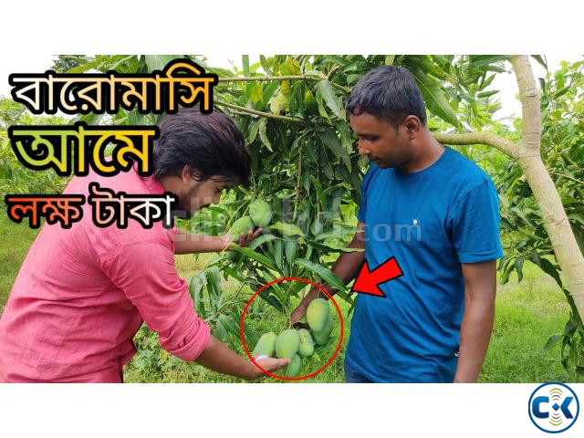 বারি-১১ বারমাসি আম গাছের চারা large image 4