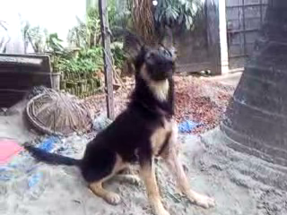 German Shepaherd large image 0