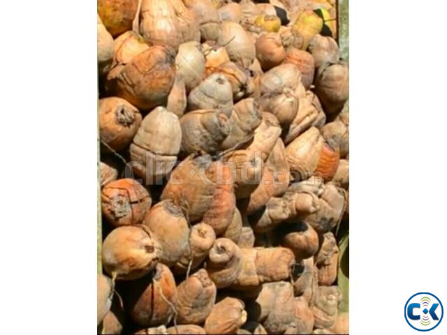 Coconut sell present price large image 0