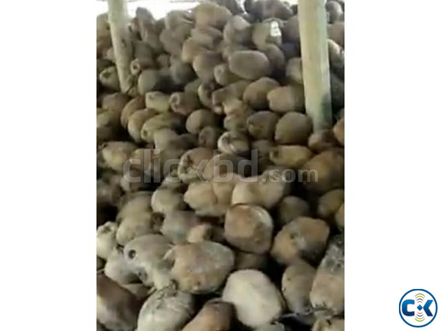 Coconut sell present price large image 2