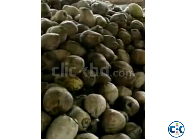 Coconut sell present price large image 3