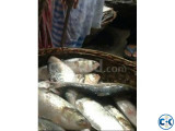 Ilish and Chingri Sell latest rate 