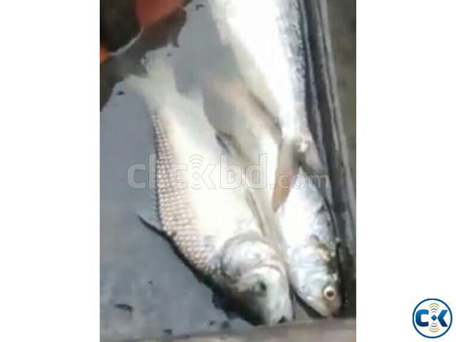 Ilish and Chingri Sell latest rate  large image 2