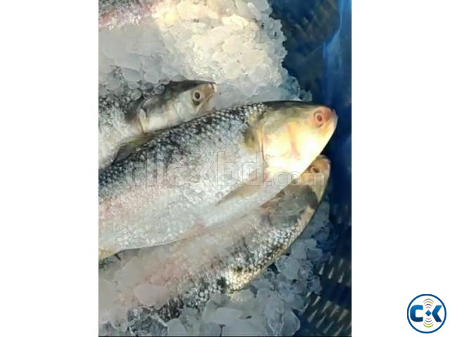 Ilish and Chingri Sell latest rate  large image 3