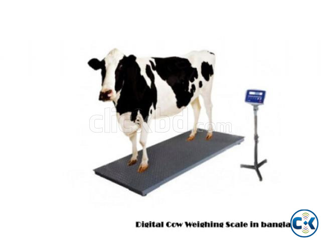 Digital Cow Weighing Scale in bangladesh গরু ওজন মাপার স্কেল large image 0