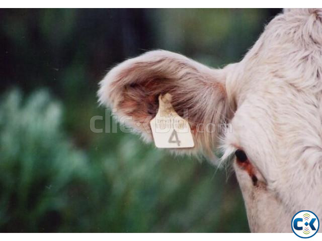 Cow Ear Tags PBS Animal Health yellow Color in Bangladesh large image 0