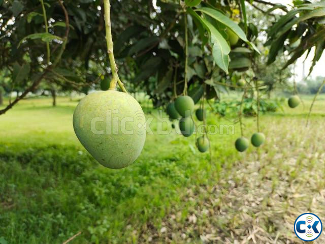 হিমসাগর আম- চাঁপাইনবাবগঞ্জের নিজস্ব বাগান থেকে জিম্মাদার large image 0