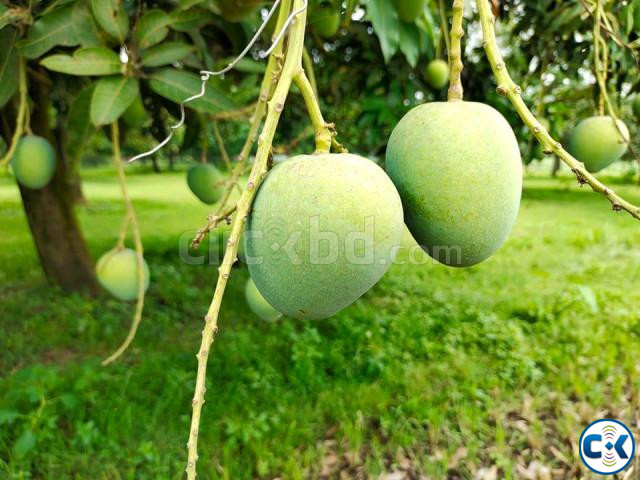 হিমসাগর আম- চাঁপাইনবাবগঞ্জের নিজস্ব বাগান থেকে জিম্মাদার large image 1