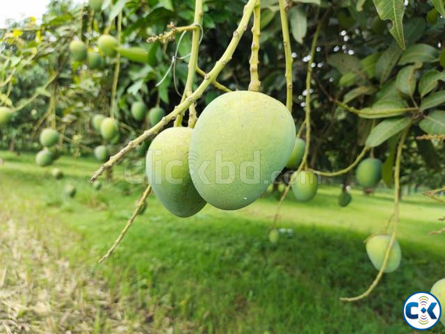 হিমসাগর আম- চাঁপাইনবাবগঞ্জের নিজস্ব বাগান থেকে জিম্মাদার large image 4