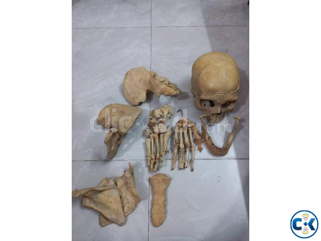 Human bones large image 1