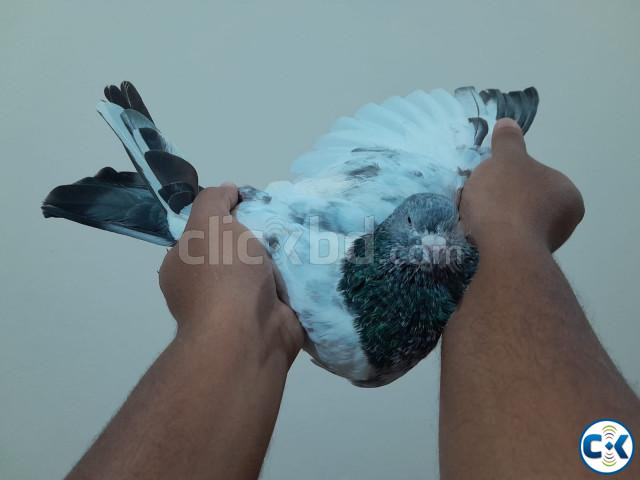 1 pair pakisthani Rampuri pigeon. large image 1