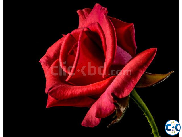 মোবাইলে গেম খেলে প্রতিদিন আয় করুন ১০ ডলার large image 0