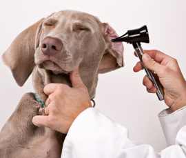 bdvet.com - Vet Dr. Sagir U. Ahmed large image 0