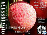 Bedana Lichu of Dinajpur