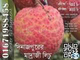 Dinajpur s Madraji Lichu