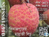 Madraji Lichu of Dinajpur