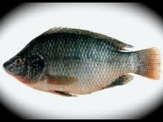 Monosex Tilapia Pona fry want to sale